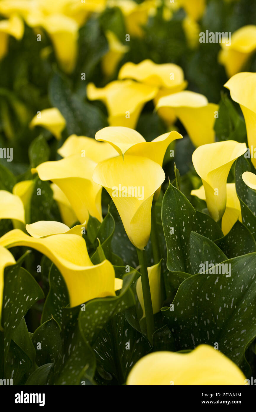 Zantedeschia Kapitän Memphis Blüte im Freien. Stockfoto