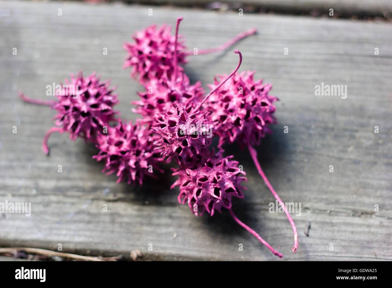 Rosa lackierten Kaugummikugeln Stockfoto