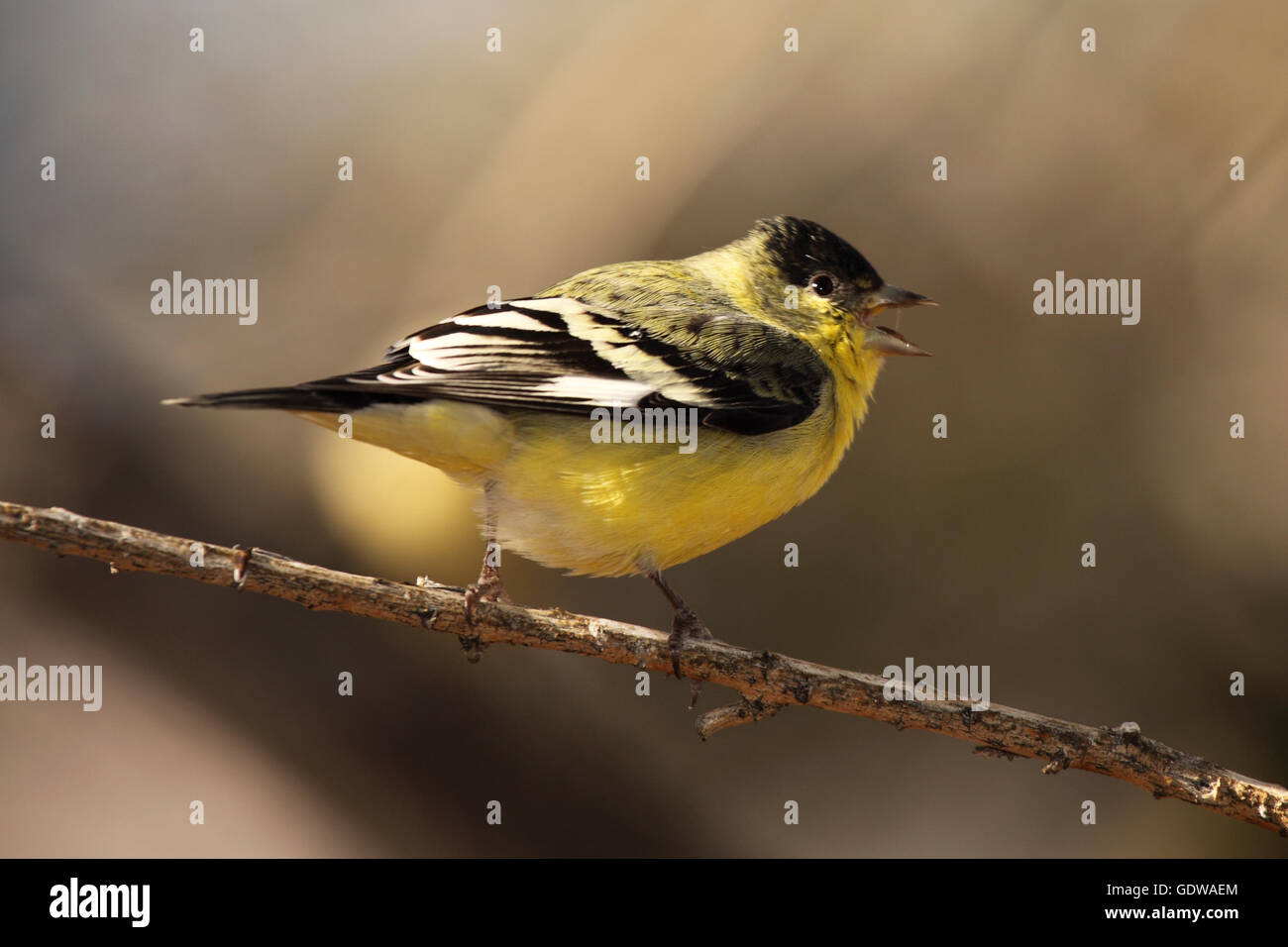 Eine geringere Stieglitz Berufung aus einem dünnen Barsch. Stockfoto