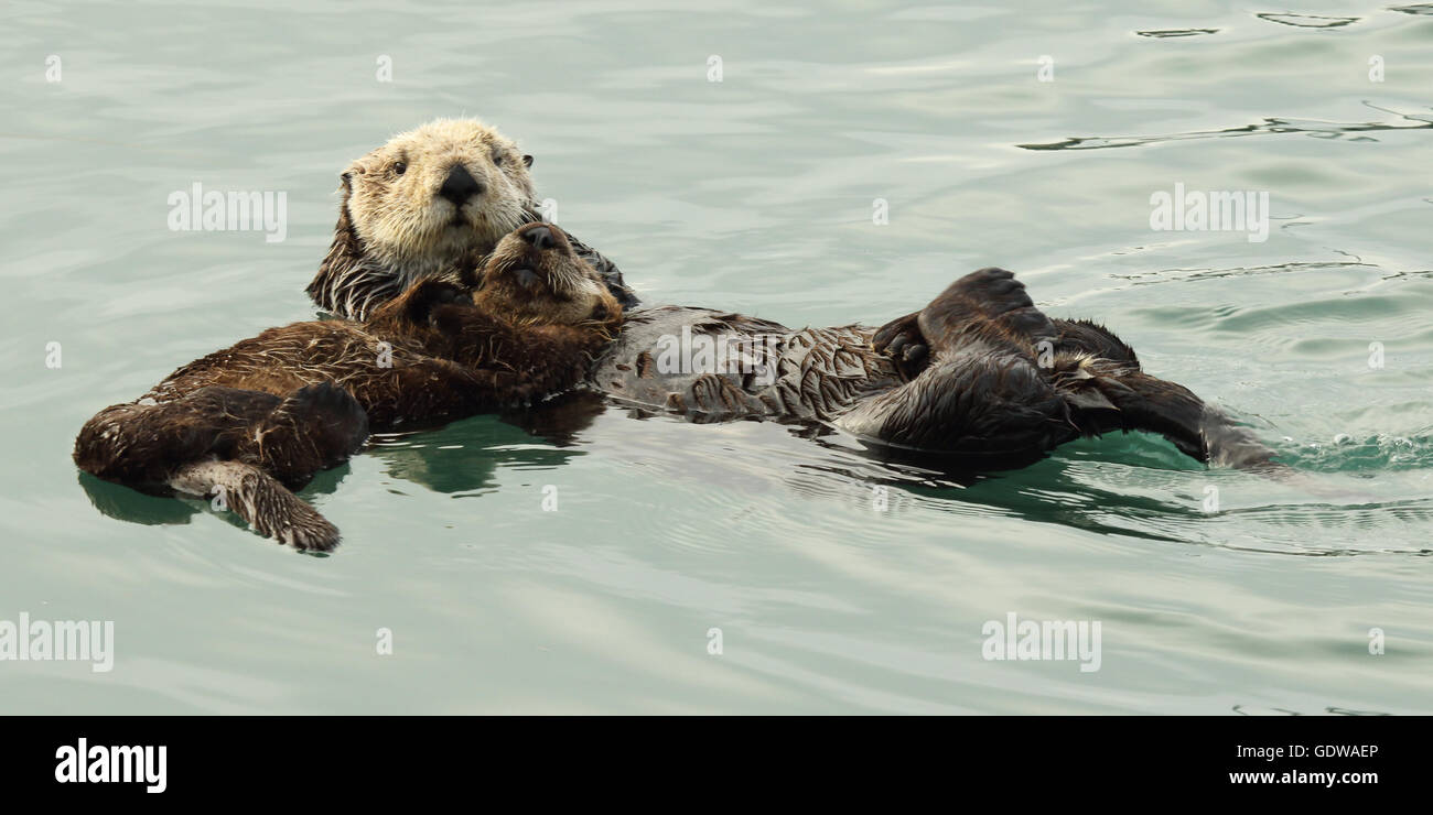 Sea Otter Mutter hält ihr Baby beim schweben im Ozean. Stockfoto