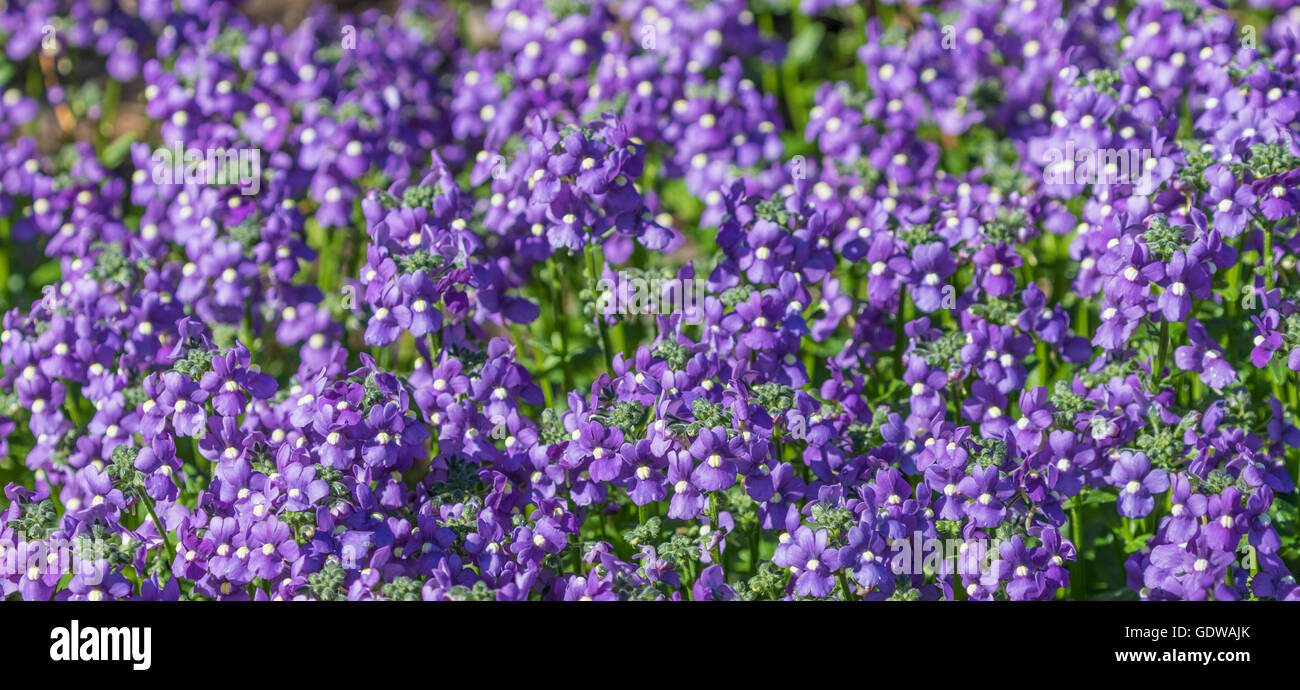 Nemesia fruticans BLUEBIRD im Mercer Arboretum und Botanischen Garten in Spring, Texas. Stockfoto