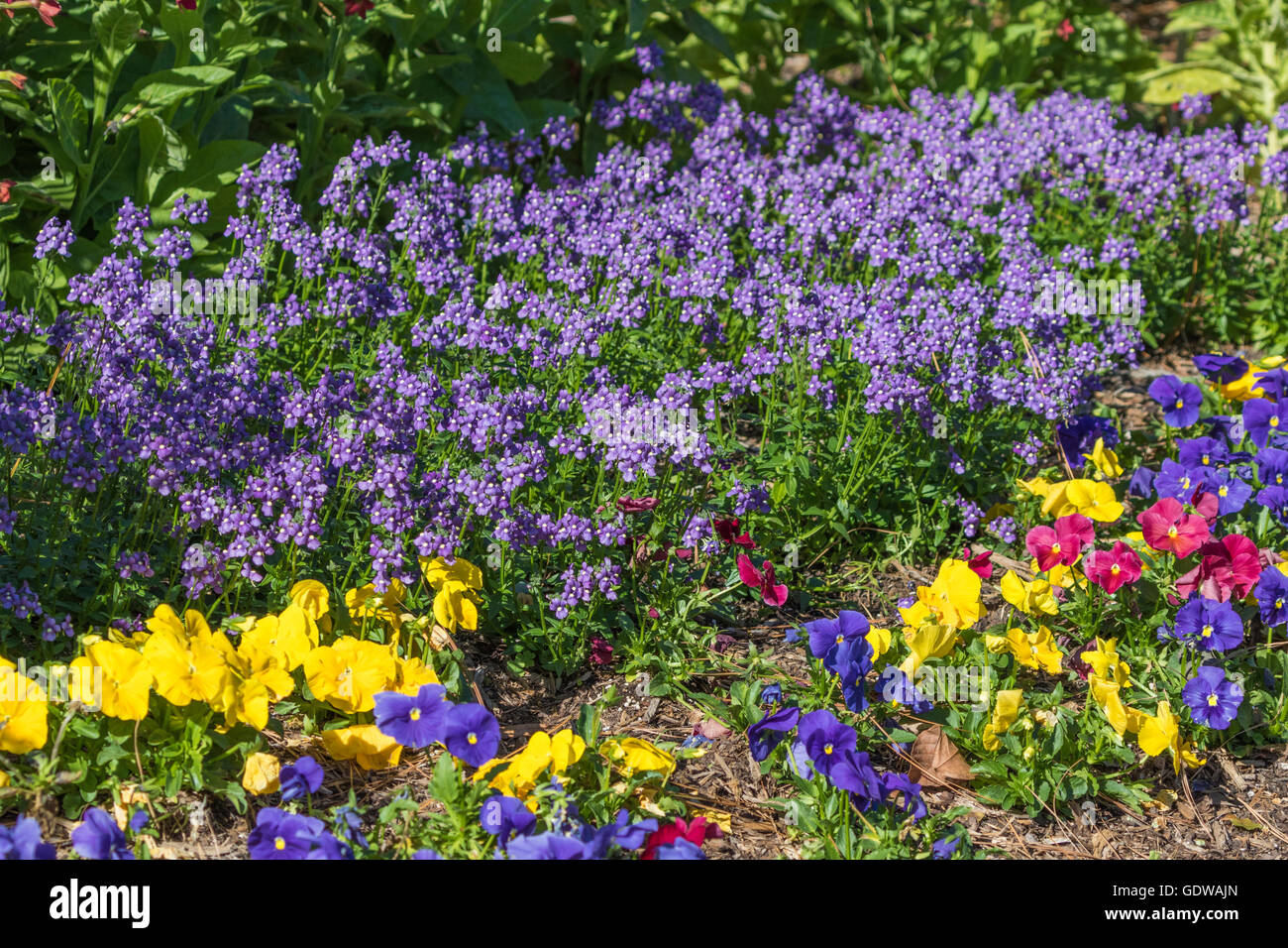 Nemesia fruticans BLUEBIRD und Viola mischen sich im Mercer Arboretum und Botanischen Garten in Spring, Texas. Stockfoto