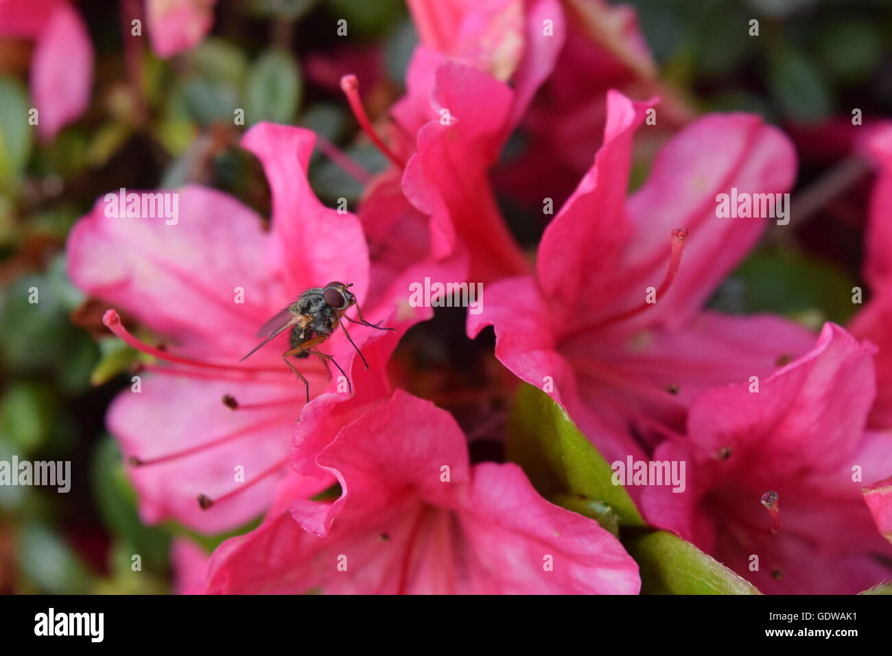 Fliege hoch auf eine lebendige Blume Stockfoto