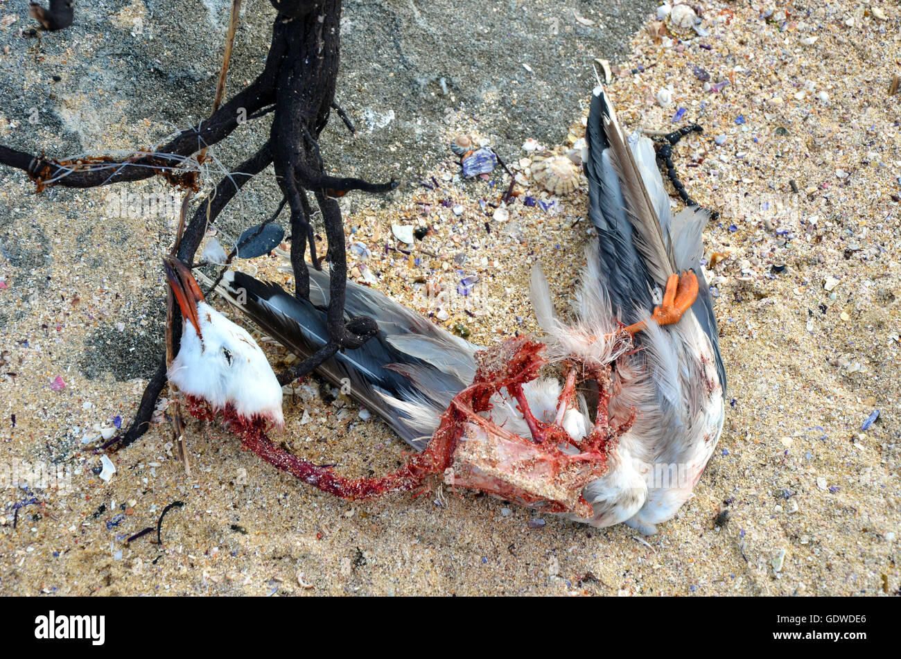 Tote Möwe verheddert in Algen und Angelschnur am Strand Stockfoto