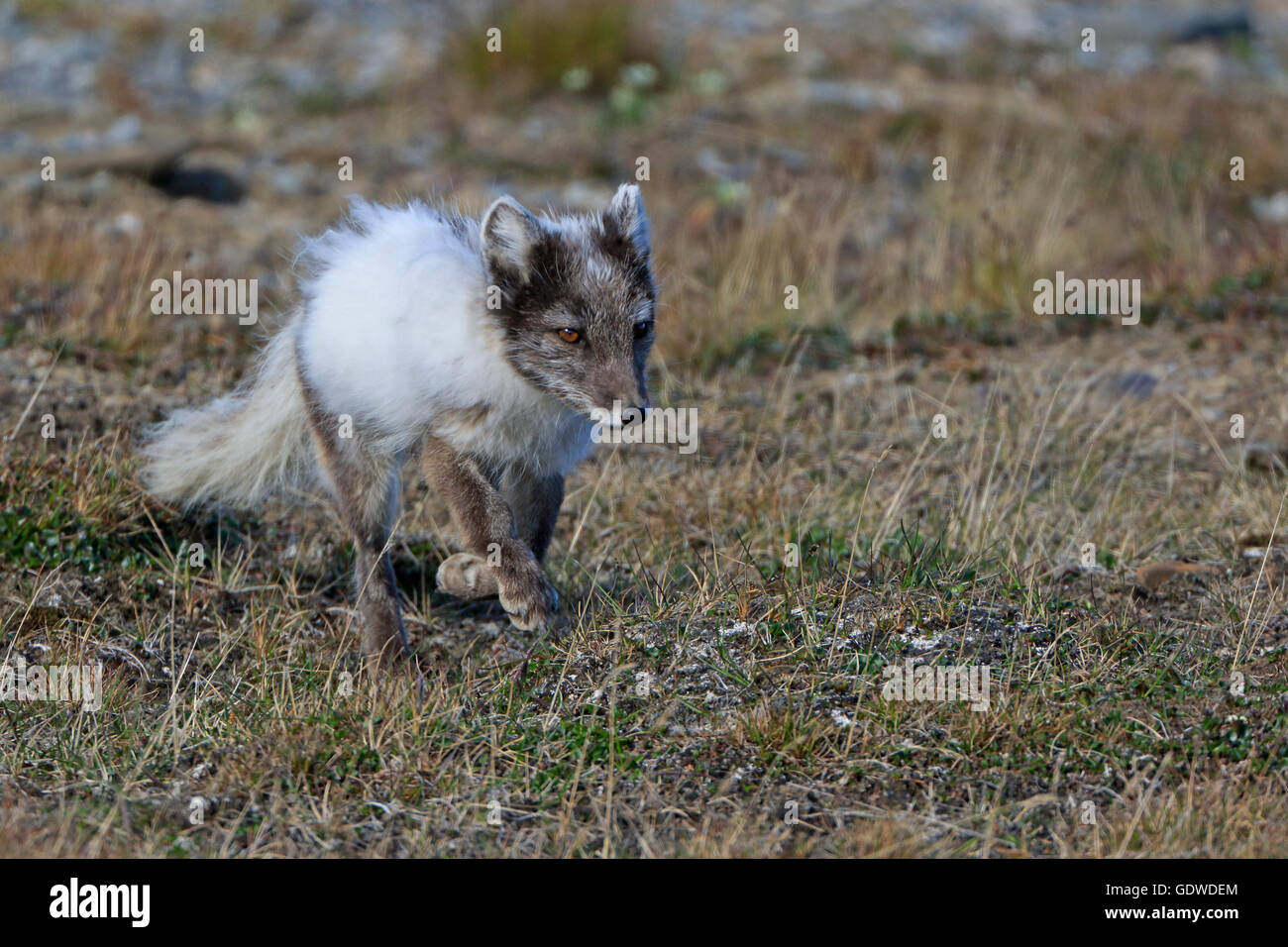 Polarfuchs im Sommerfell laufen Stockfoto