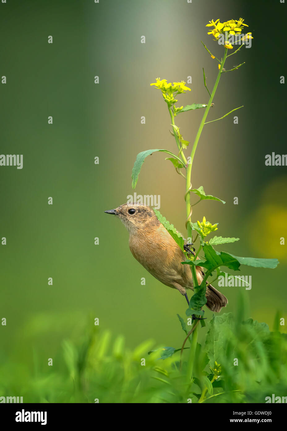 Drolligen Cistensänger Stockfoto