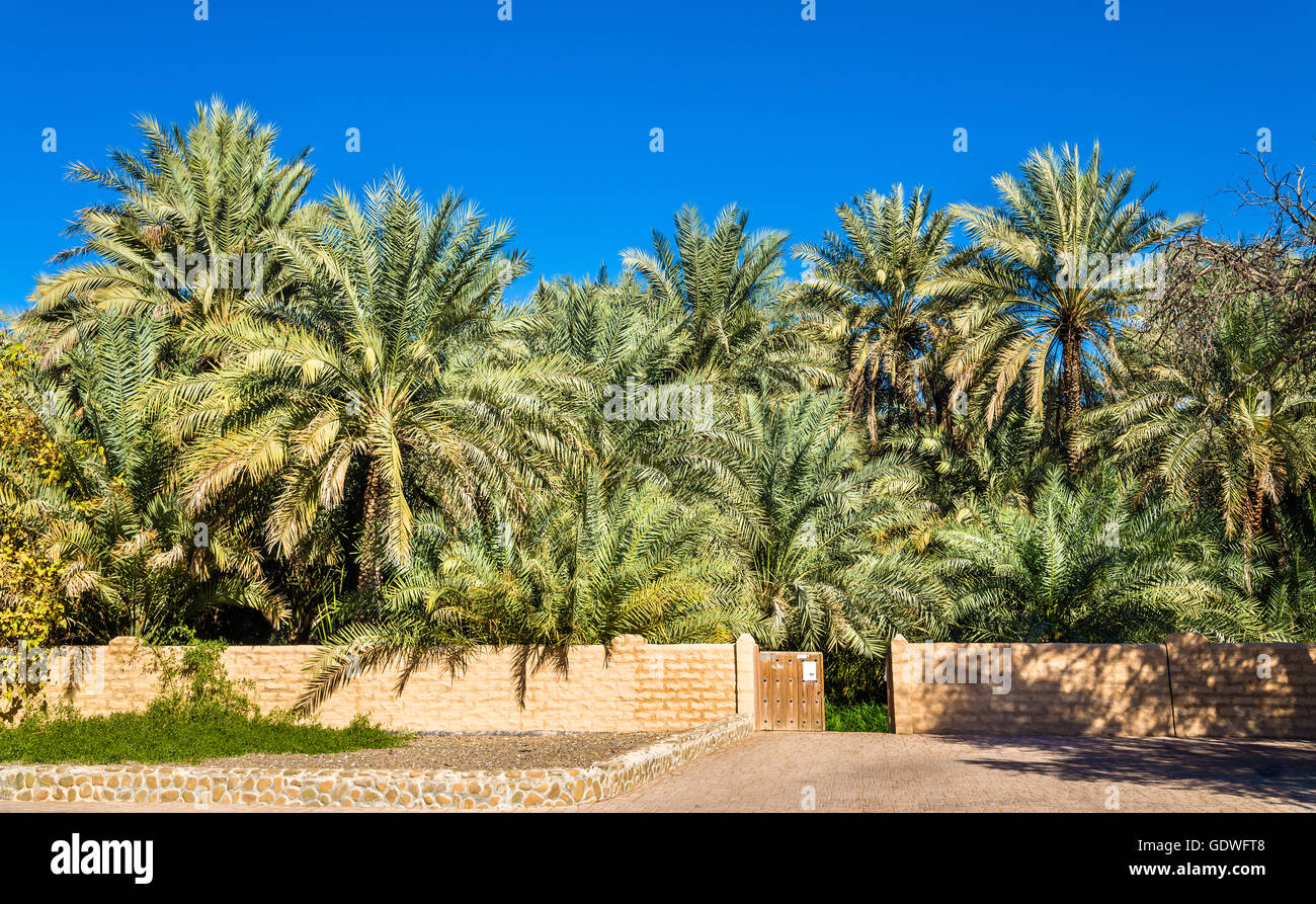 Palmen in Al Ain Oasis, das Emirat Abu Dhabi Stockfoto