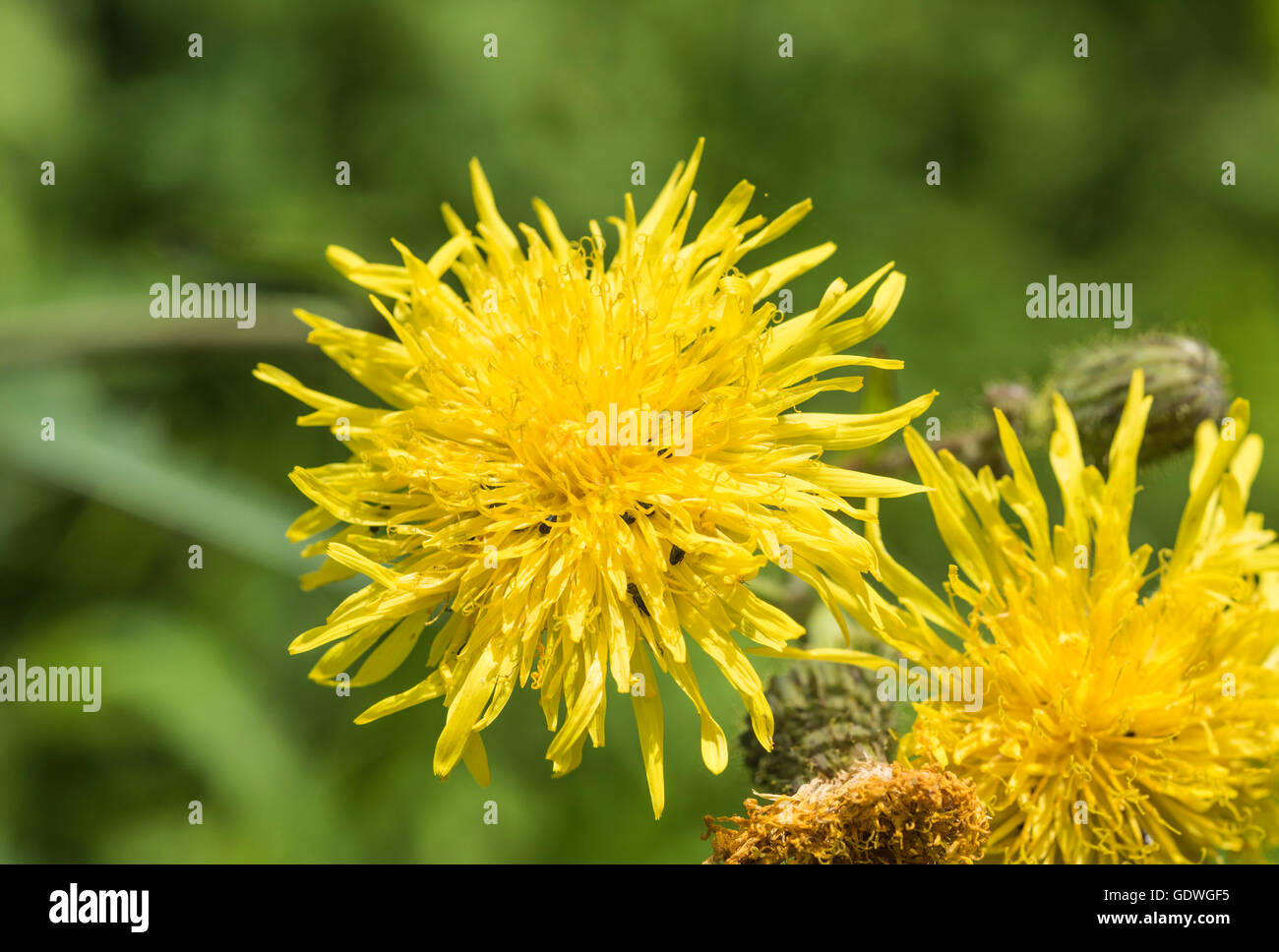 Blume der Schnabel Hawksbeard Stockfoto