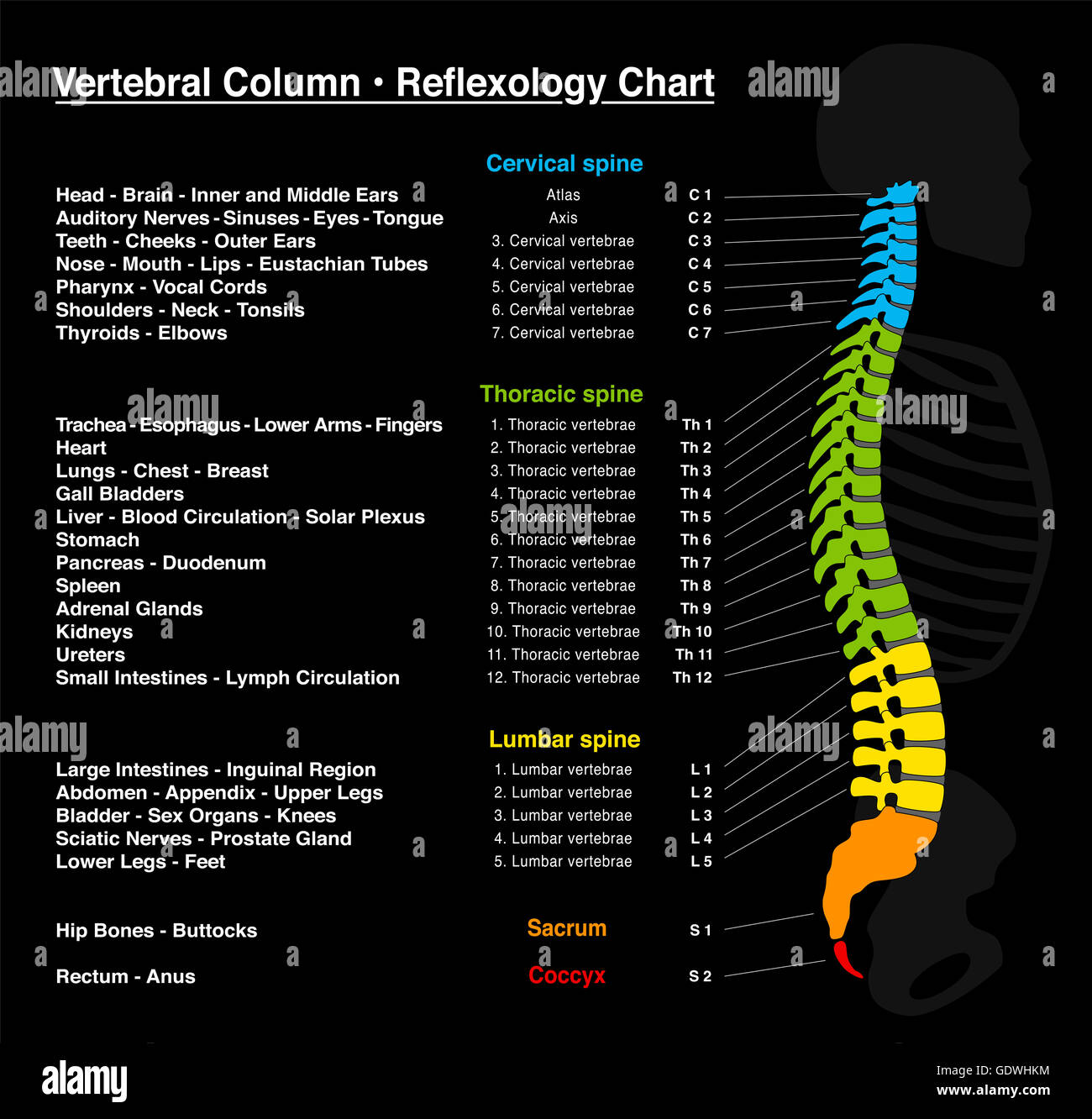 Reflexzonenmassage Chart - menschliche Rückgrat mit genauer Beschreibung der entsprechenden inneren Organe und Körperteile. Stockfoto