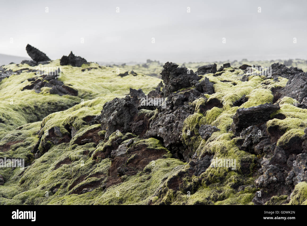 Isländisch Moos und lava Stockfoto