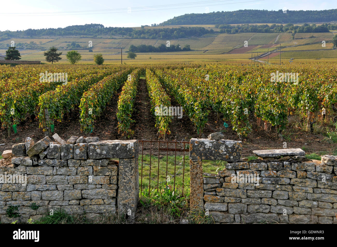 Weinberge von Puligny-Montrachet, Burgund, Frankreich Stockfoto