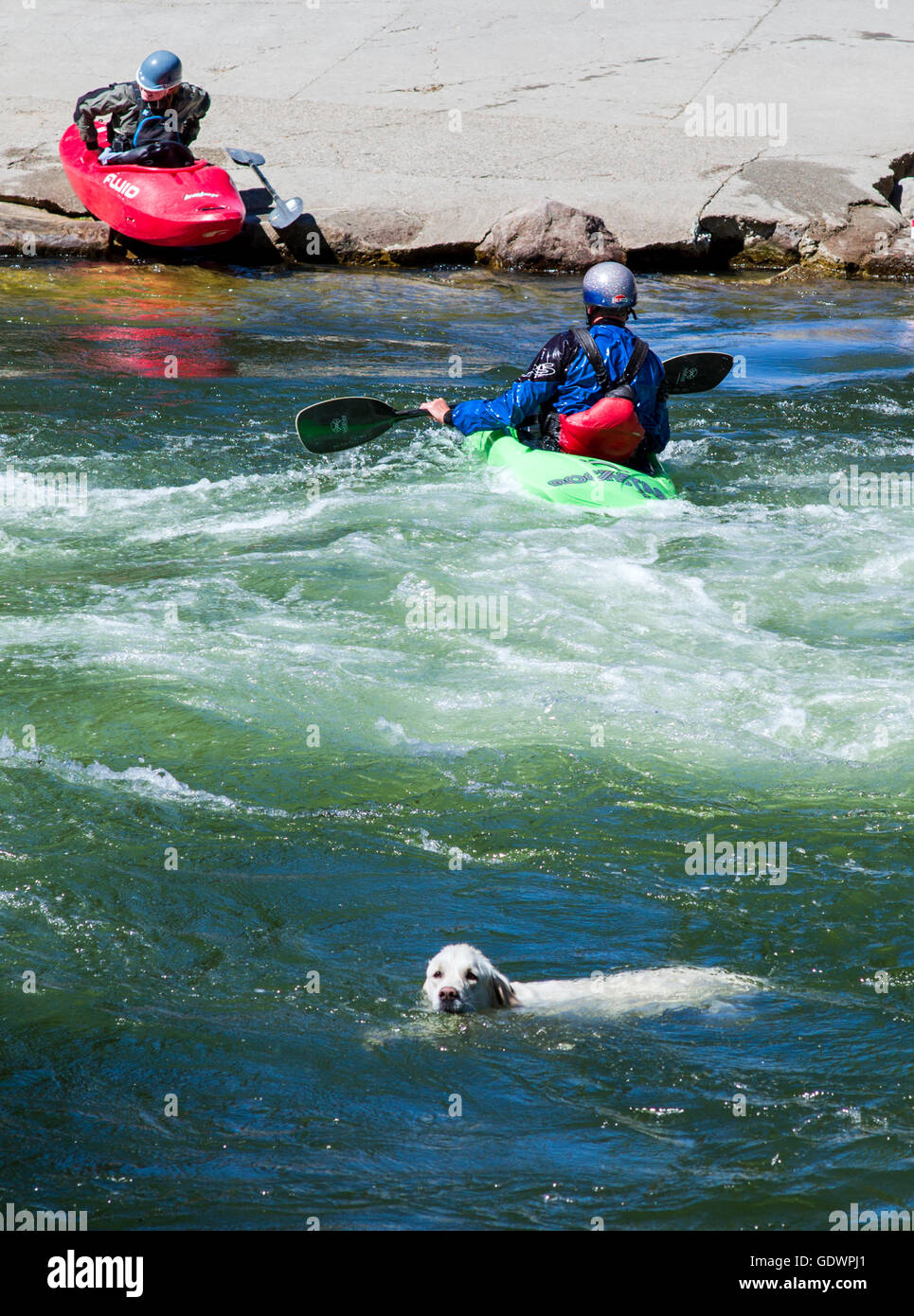 Platin Farbe Golden Retriever Hund schwimmen in den Arkansas River neben Kajakfahrer, Salida, Colorado, USA Stockfoto