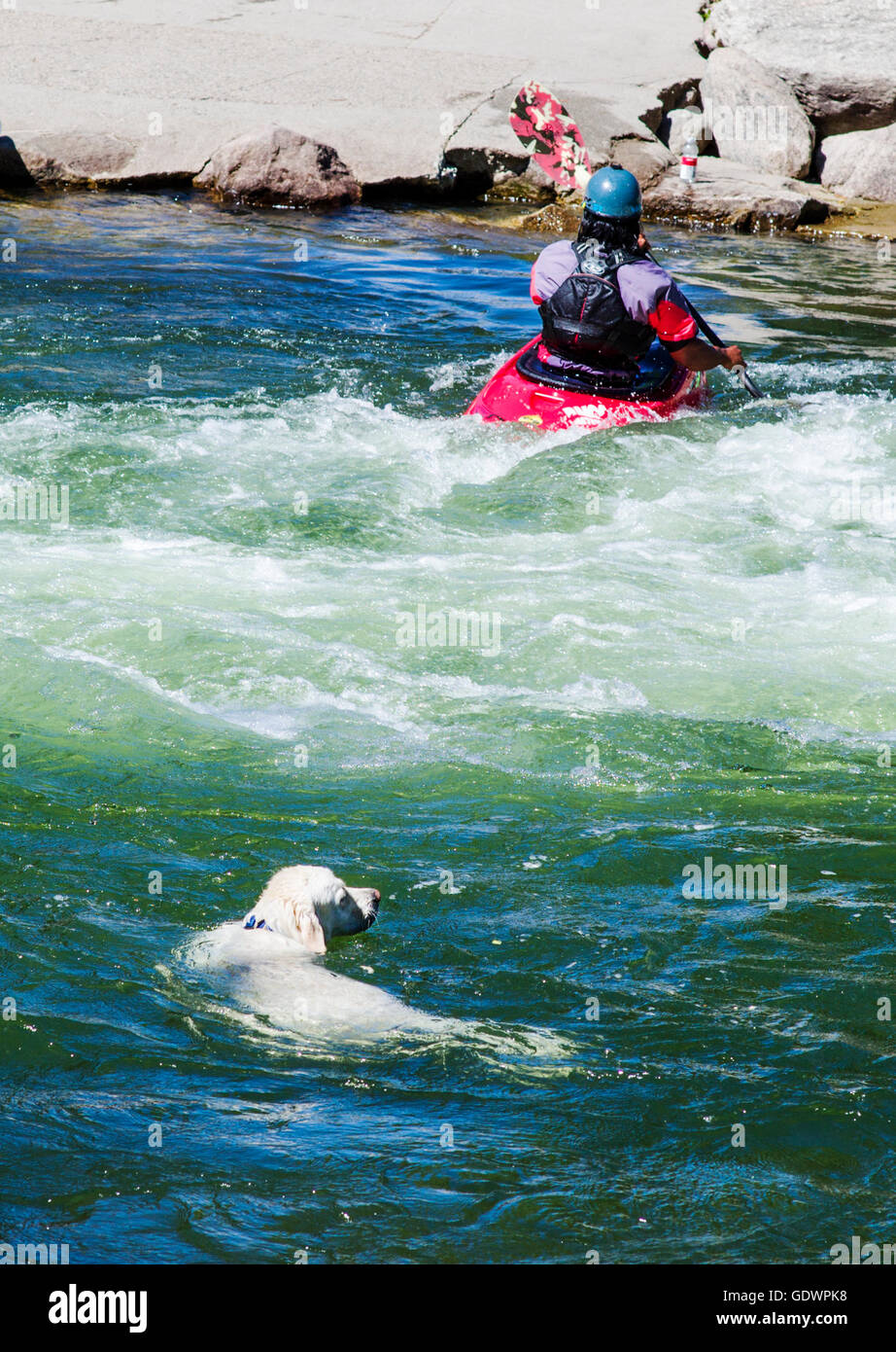 Platin Farbe Golden Retriever Hund schwimmen in den Arkansas River neben Kajakfahrer, Salida, Colorado, USA Stockfoto