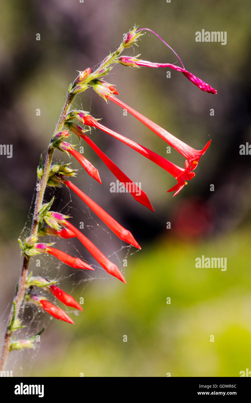 Schöne rot Scarlet Bugler, Penstemon Barbatus, Torreyi, Pflanzenarten, Wegerich-Familie, in voller Blüte in Colorado USA Stockfoto