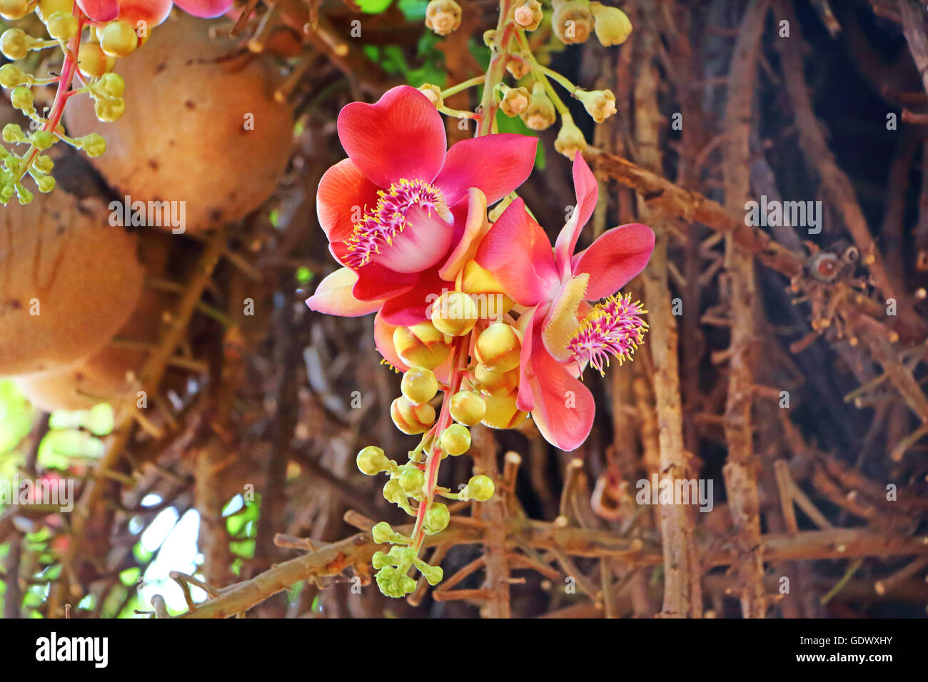 Сannon Kugel Baum. Blüten und Früchte Stockfoto