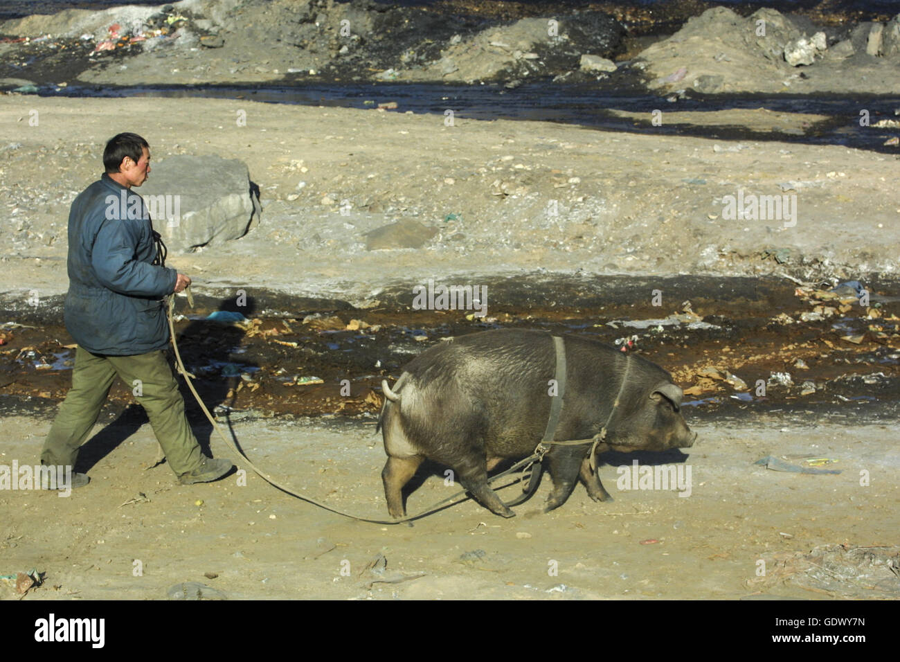 Ein Mann geht mit einem Schwein in einer kleinen Kohlestadt Stockfoto