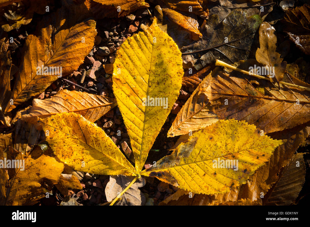orange und gelbe Kastanie Blätter im Herbst gefallen Stockfoto