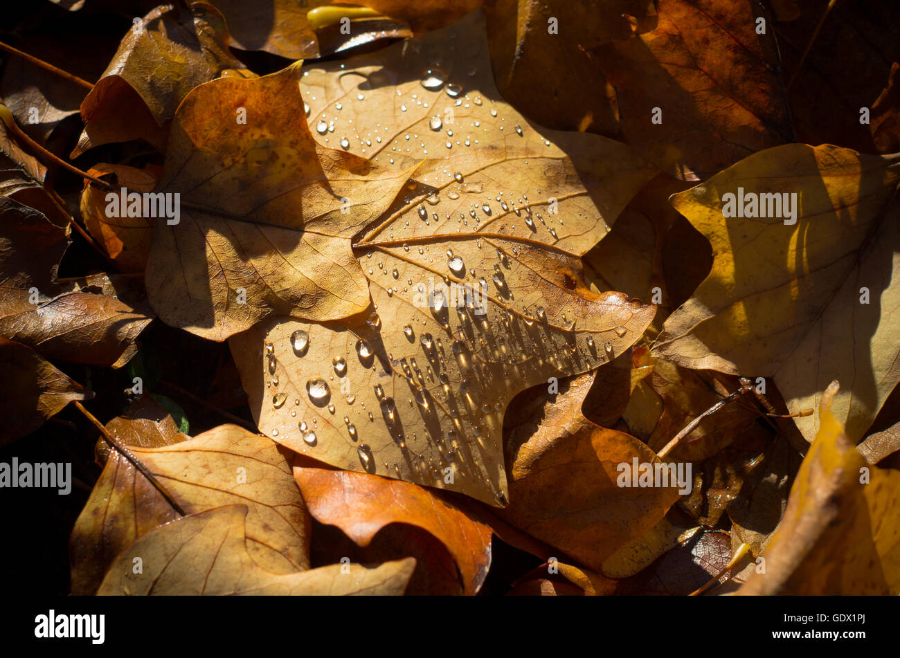 gefallene Herbstlaub mit Wassertropfen Stockfoto