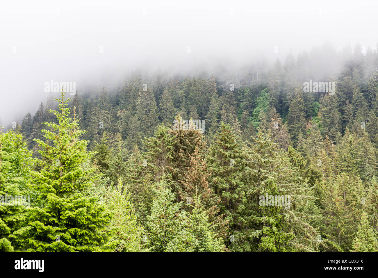 Immergrüne bedeckte Bäume im Nebel in Alaska Stockfoto