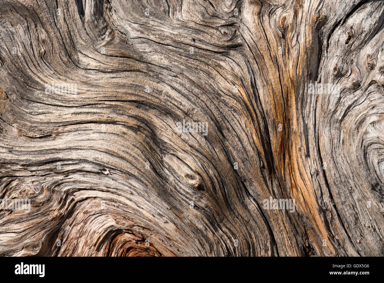 Knorrige Holz entlang Schachtelhalm fällt weg, Pyramide Creek Geological Area, El Dorado National Forest, Kalifornien Stockfoto