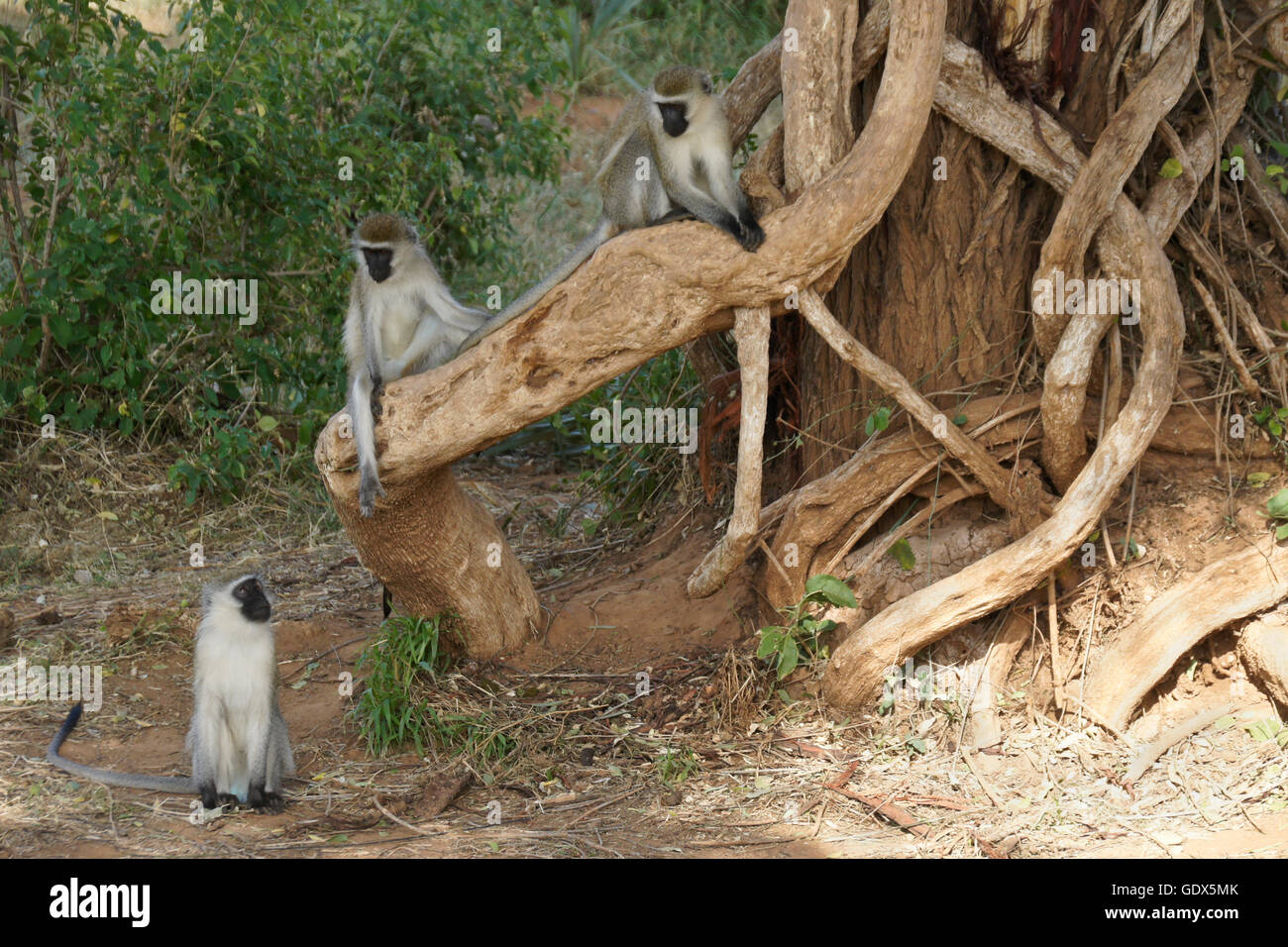 Black-faced Vervet Affen, Samburu, Kenia Stockfoto