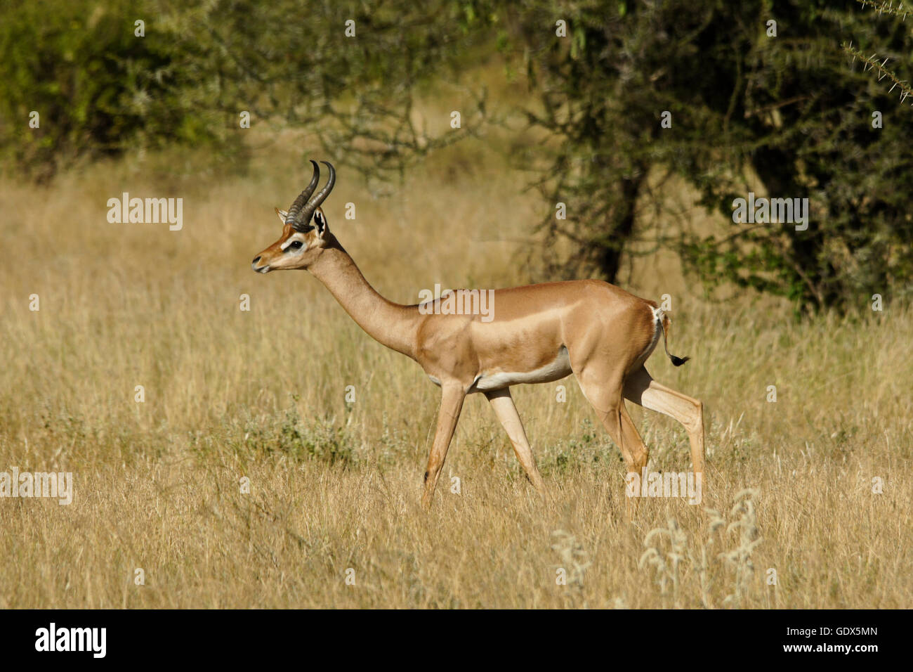 Männliche Gerenuk Wandern, Samburu Game Reserve, Kenia Stockfoto