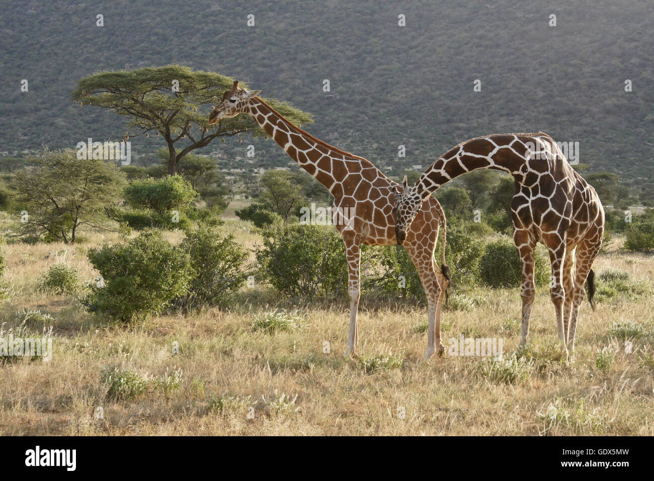 Männliche netzförmigen Giraffe kuschelte weiblich vor Montage, Samburu Game Reserve, Kenia Stockfoto