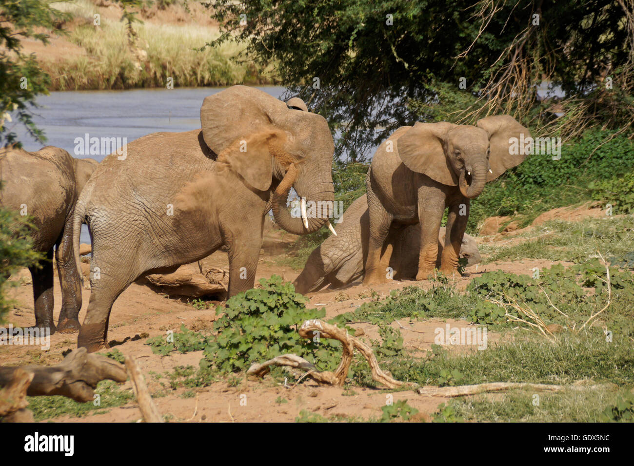 Elefanten, Staub-Bad in der Nähe (Uaso) Uaso Nyiro River, Samburu Game Reserve, Kenia Stockfoto