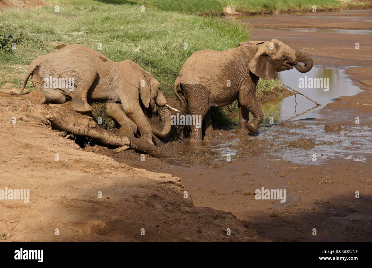 Elefanten genießen Schlammbad am (Uaso) Uaso Nyiro River, Samburu Game Reserve, Kenia Stockfoto