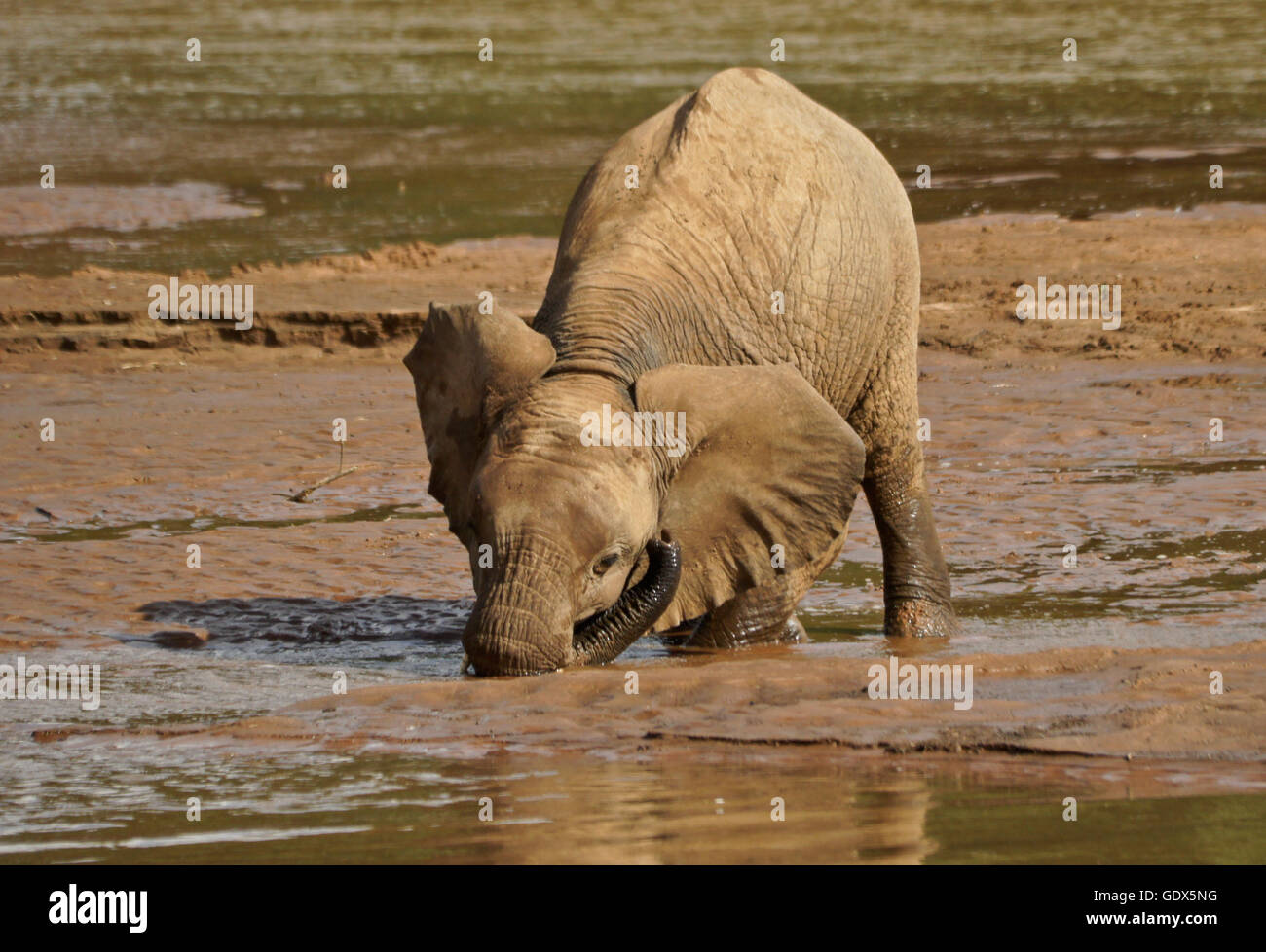 Elefant Kalb trinken mit Mund anstatt Baumstamm an (Uaso) Uaso Nyiro River, Samburu Game Reserve, Kenia Stockfoto