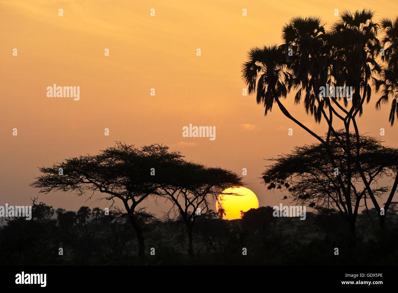Sonnenaufgang hinter Akazien und Doum Palmen, Samburu Game Reserve, Kenia Stockfoto