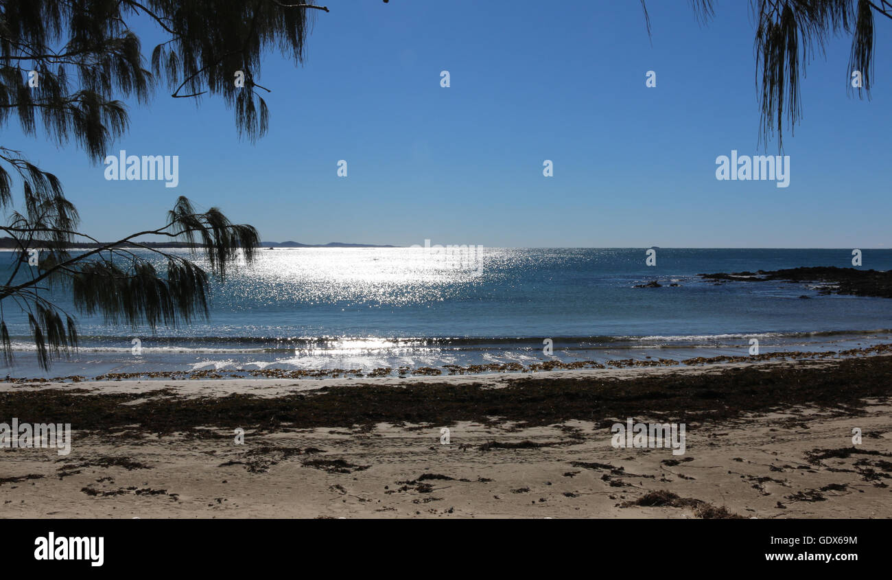 Woolgoolga Strand in New South Wales Australien Blick nach Norden durch die She-Eichen im park Stockfoto