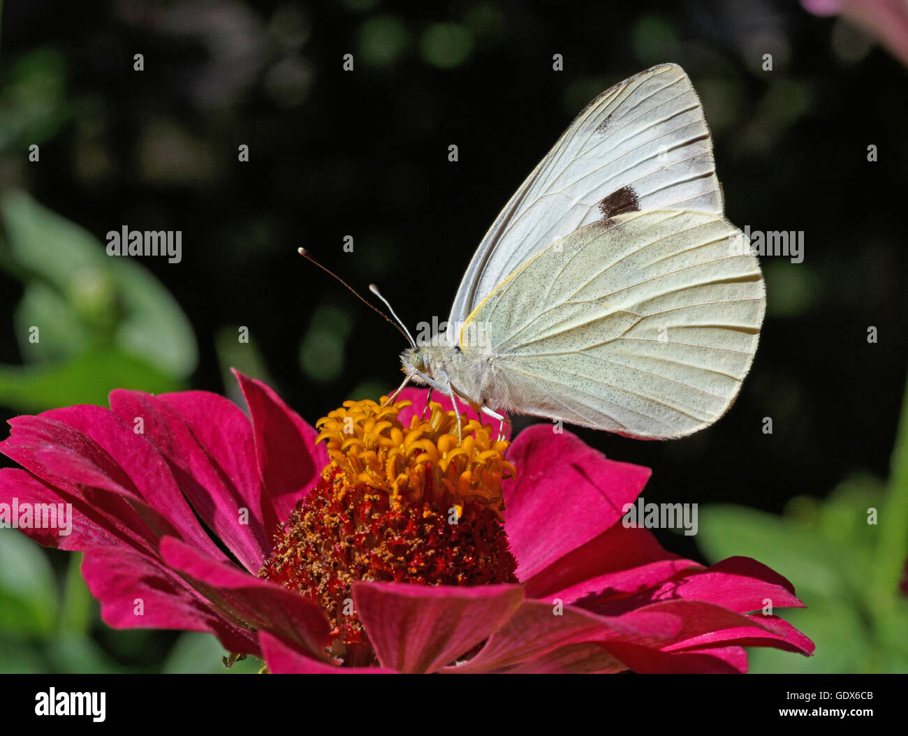 weißer Kohl Schmetterling auf Blume lila Zinnie Stockfoto