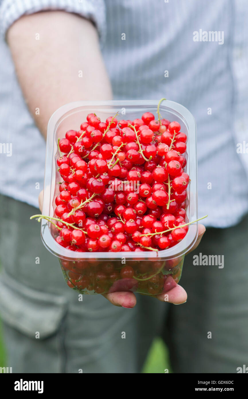 Ribes Rubrum. Mann hält ein Körbchen von Johannisbeeren Stockfoto