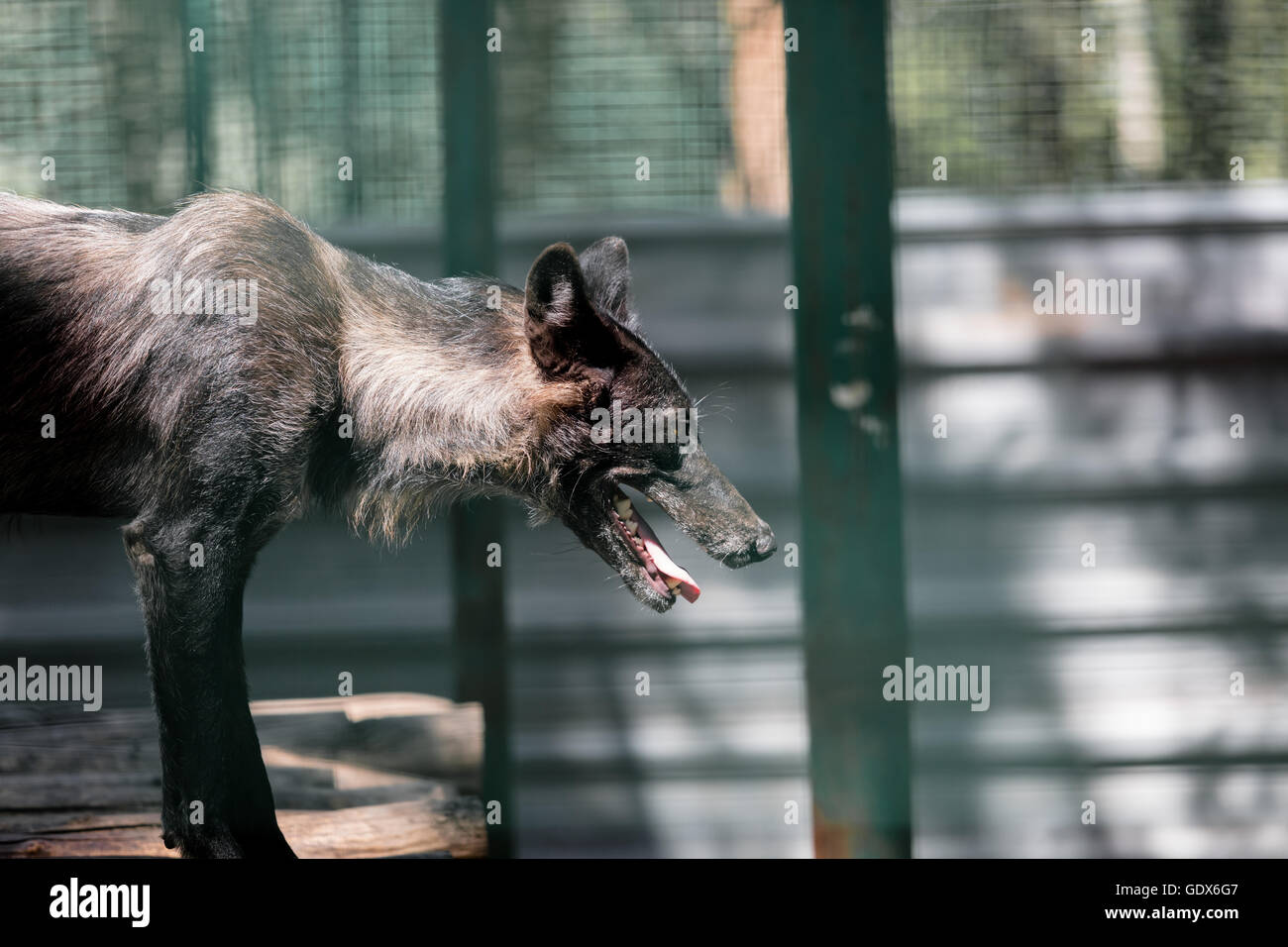 die tierischen kanadische Wolf schwarz, stehend, auf der Suche Stockfoto