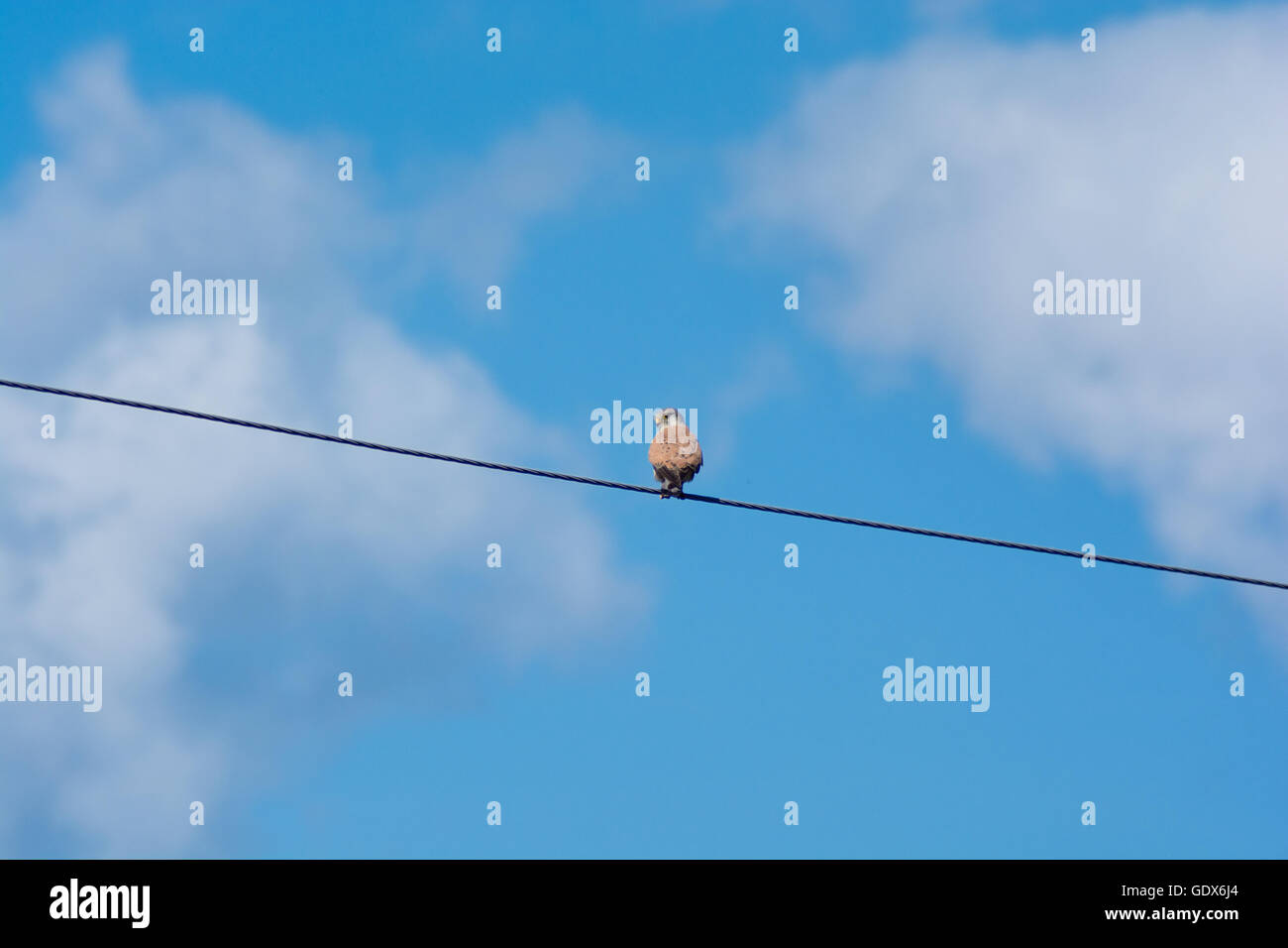 Red-footed Falcon Standortwahl auf einem Draht Stockfoto