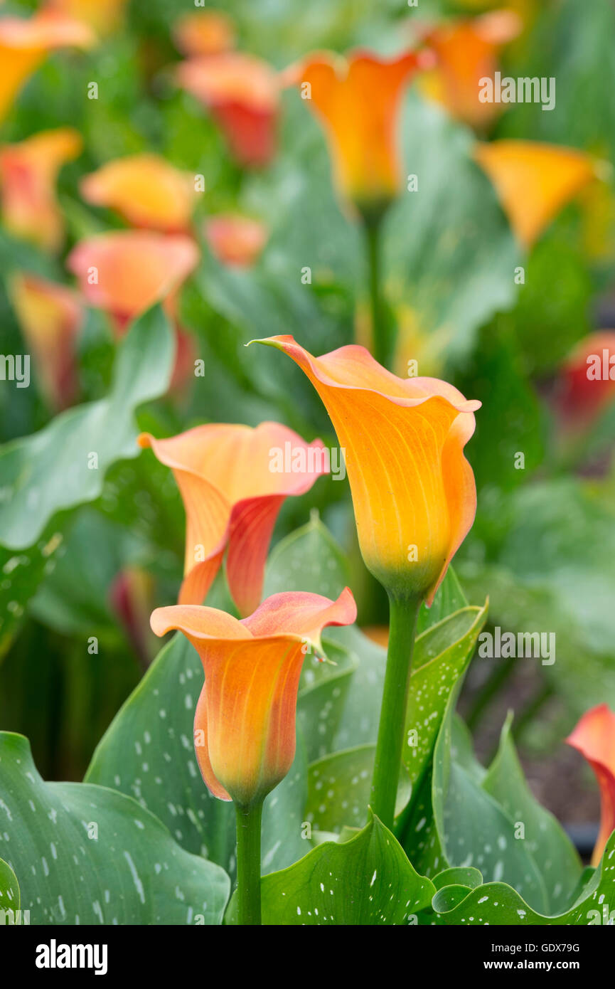 Zantedeschia Kapitän Beatrix. Calla Lily / Arum Lilie Stockfoto