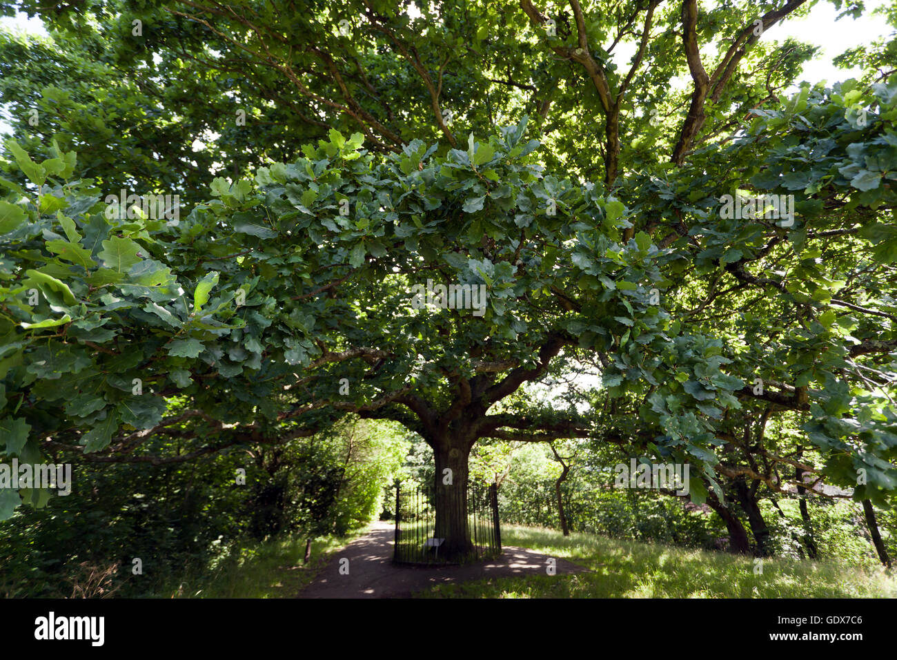 One Tree Hill, Ehre Eiche, einen öffentlichen Park und Naturschutzgebiet, Stockfoto