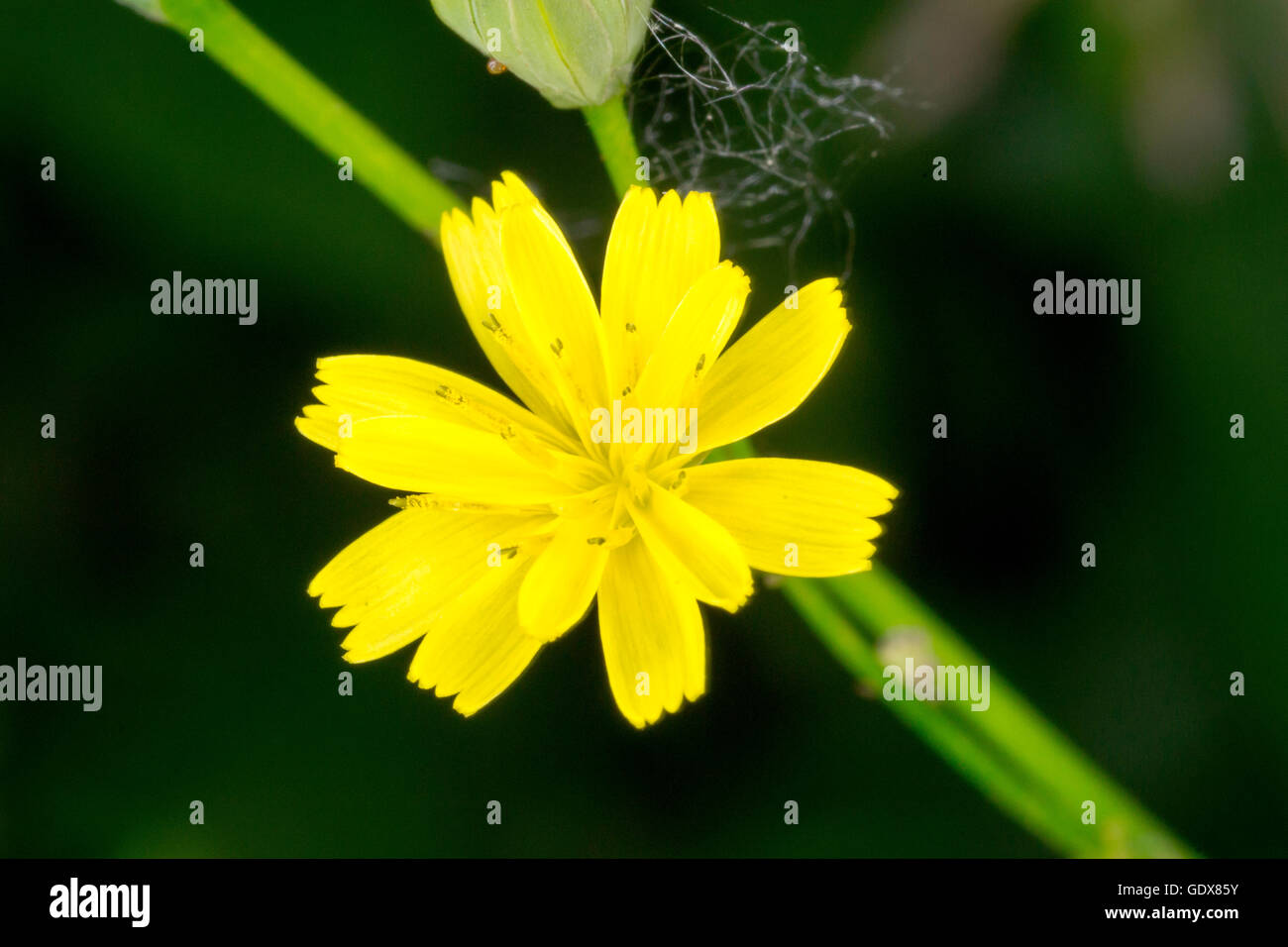 Crepis Capillaris, glatte hawksbeard Stockfoto