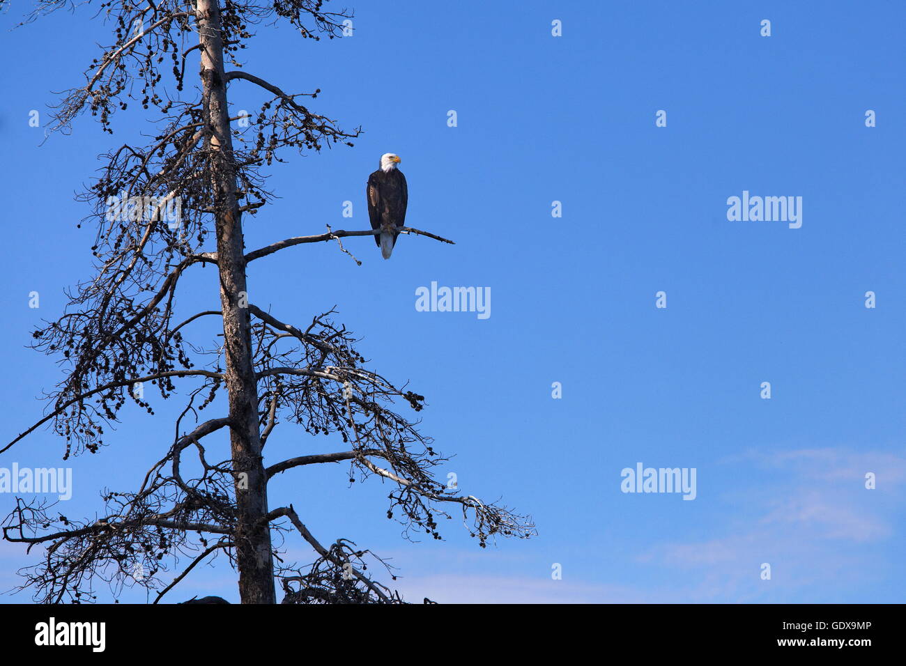 Zoologie/Tiere, Vogel/Vögeln (Aves), Weißkopfseeadler, Grand Teton National Park, Wyoming, USA, Additional-Rights - Clearance-Info - Not-Available Stockfoto
