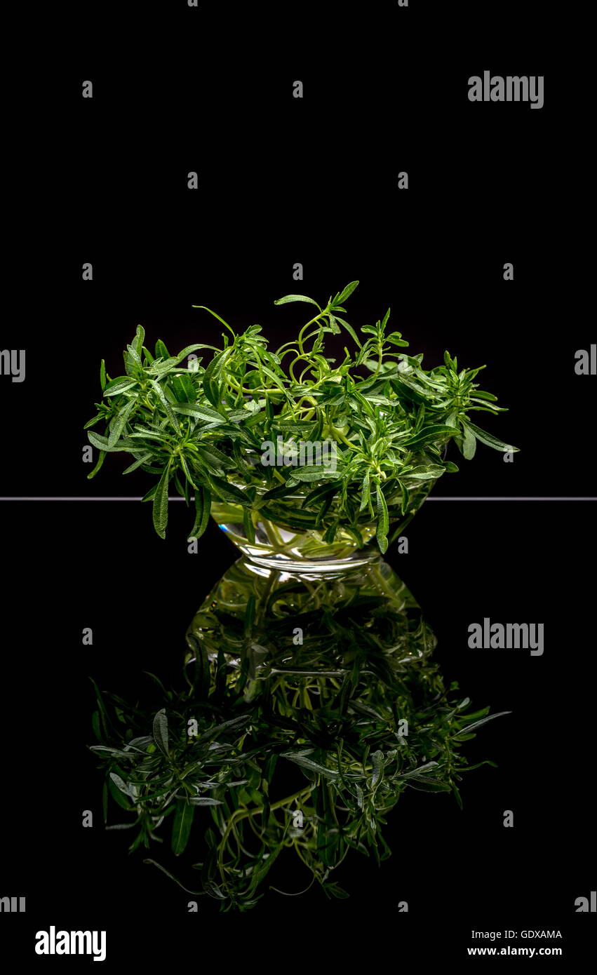 Bund frischen Bio Thymian auf schwarzem Hintergrund Stockfoto