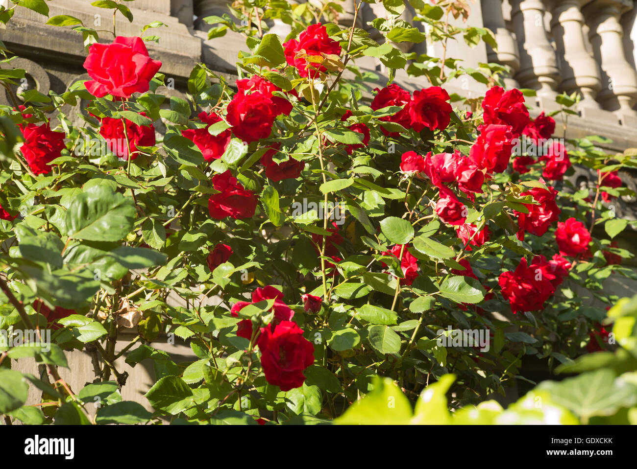 Blühende rote Rosen Blumen, Straßburg, Elsass, Frankreich, Europa Stockfoto