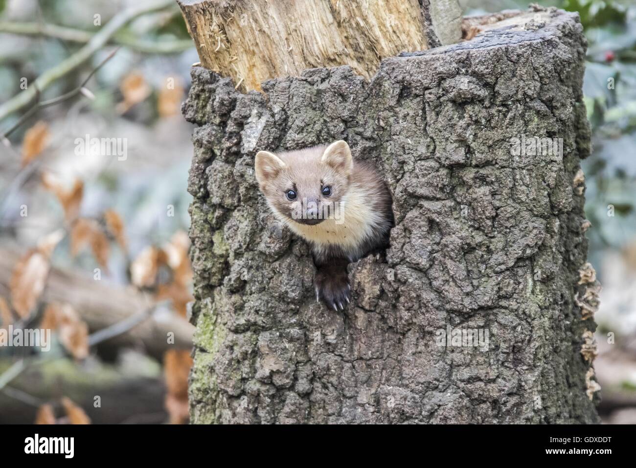 Baummarder Stockfoto