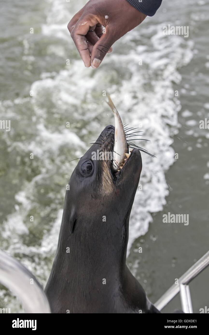 Eared Dichtung Stockfoto