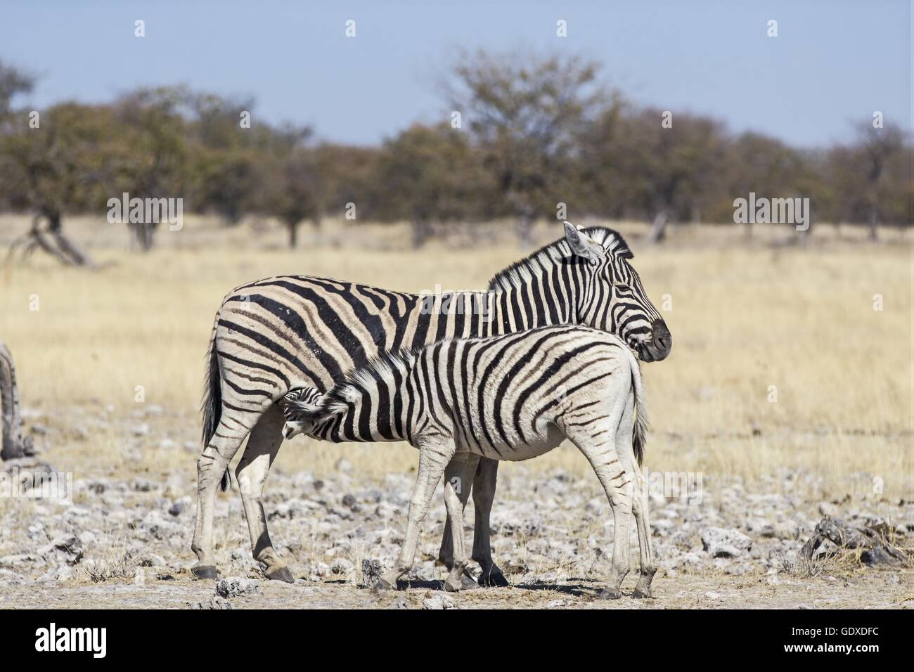 2 Ebenen zebras Stockfoto