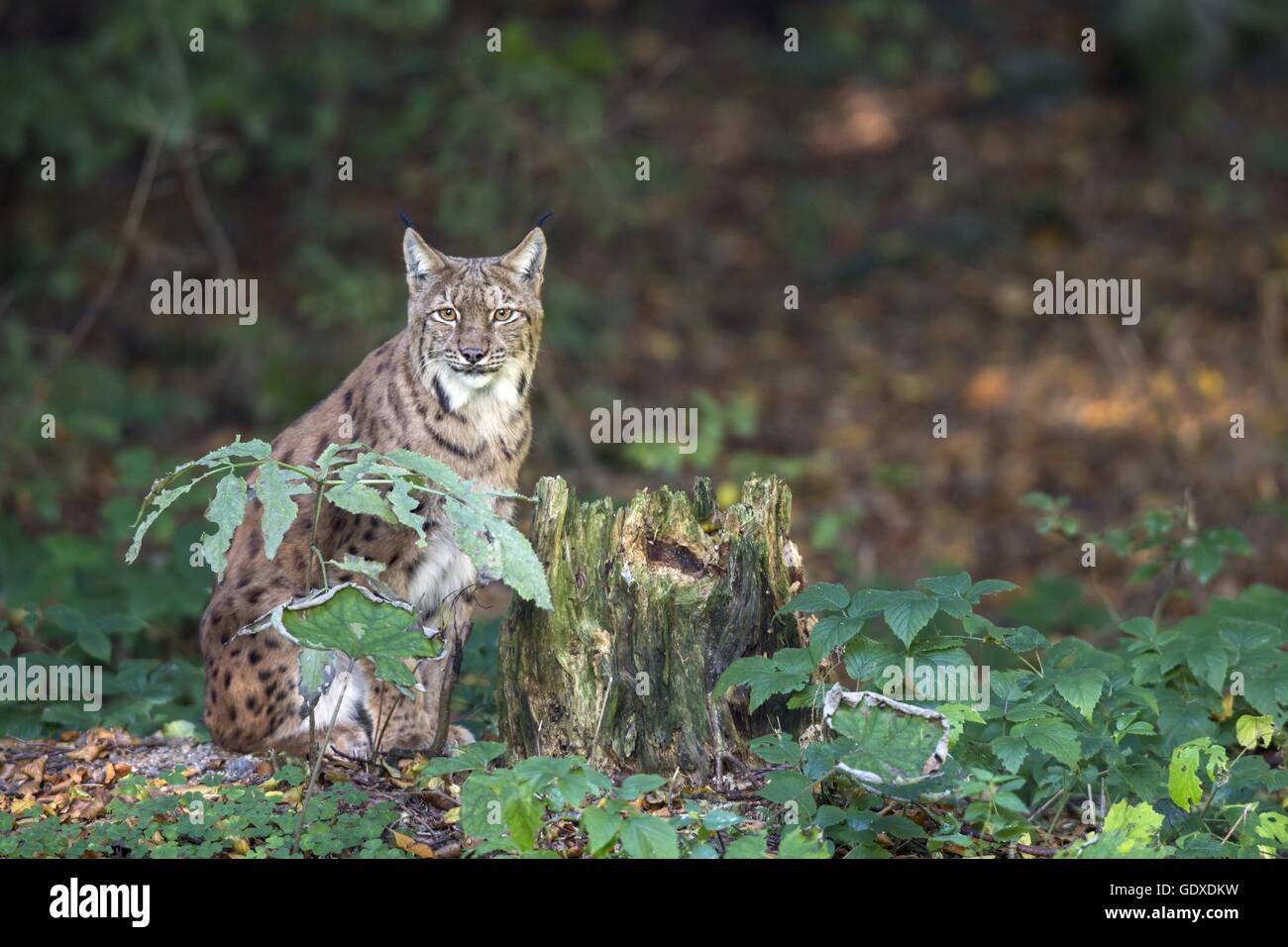 Eurasischer Luchs Stockfoto