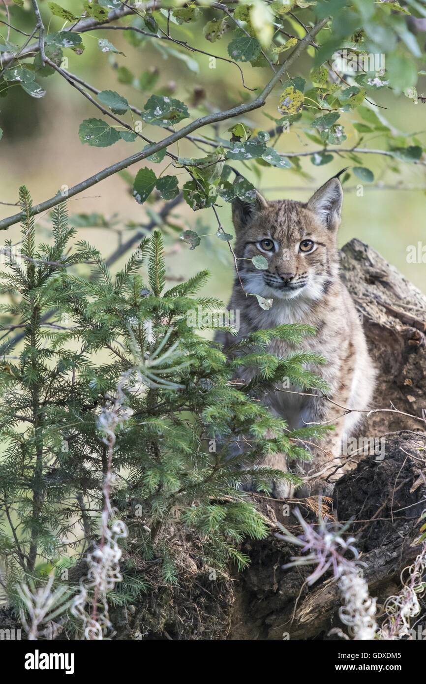 Eurasischer Luchs Stockfoto