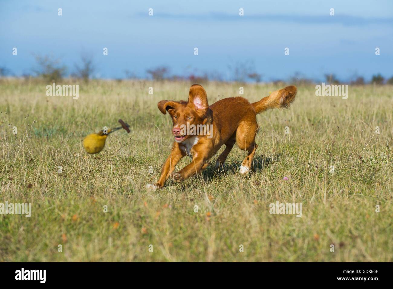 Nova Scotia Duck Tolling Retriever spielen Stockfoto