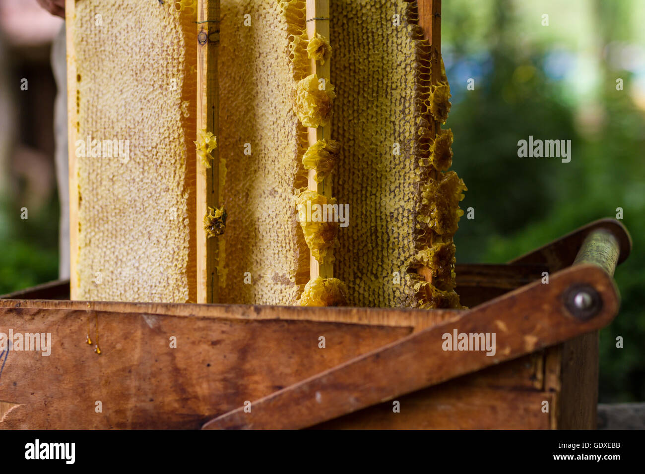 Imker arbeiten mit alten Korb und Waben mit Honig Stockfoto