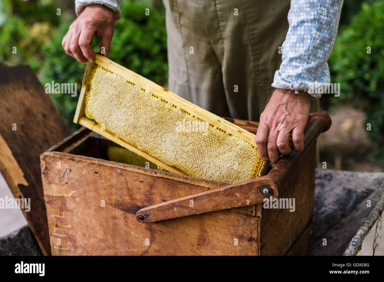 Imker arbeiten mit alten Korb und Waben mit Honig Stockfoto